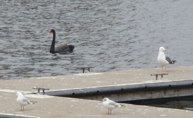 File:Black Swan 01.jpg