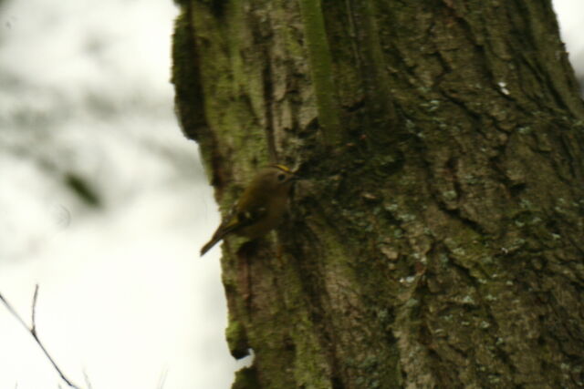 File:Wildlife 1368.jpg