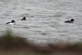 Thumbnail for version as of 23:31, January 14, 2011