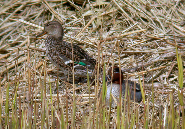 File:Teal - pair MHP 17-03-2010.jpg