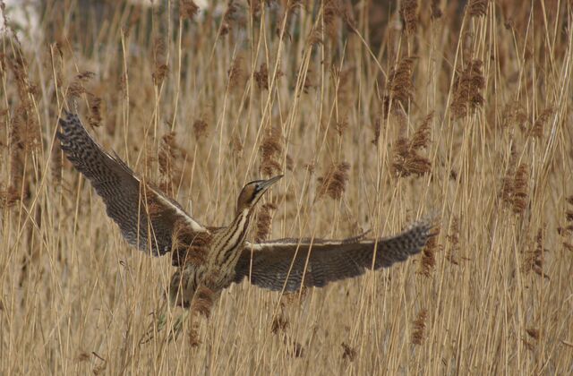 File:Wendymarksbittern.jpg