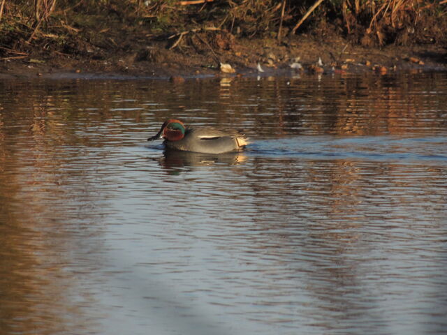 File:Teal.jpg