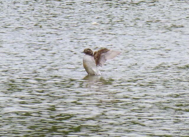 File:Long-tailedDuckEIDB1.jpg