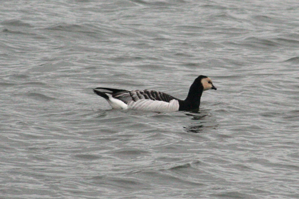 File:Goose-barnacle.jpg