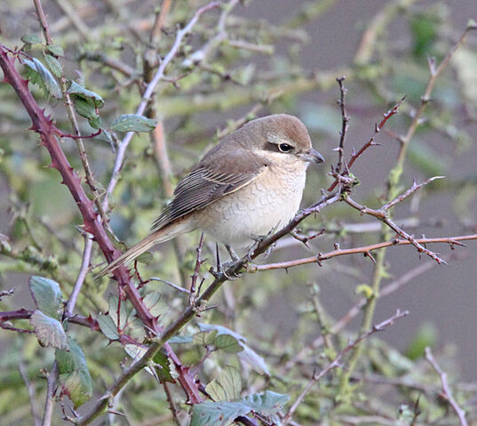 File:IMG 1476 Brown Shrike.jpg