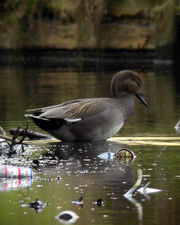 Gadwell MHP 17-03-2010