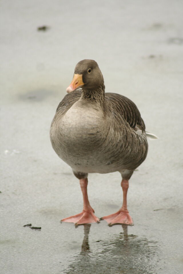 File:Wildlife 1274.jpg