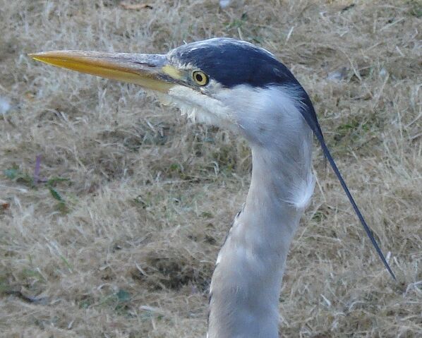 File:Adult Grey Heron Kensington Gardens, London, 18th September 2007 2.jpg