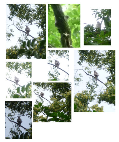 File:Sparrow hawk 8th july2010.jpg