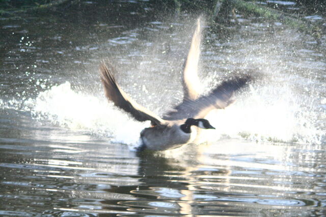 File:Wildlife 023.jpg