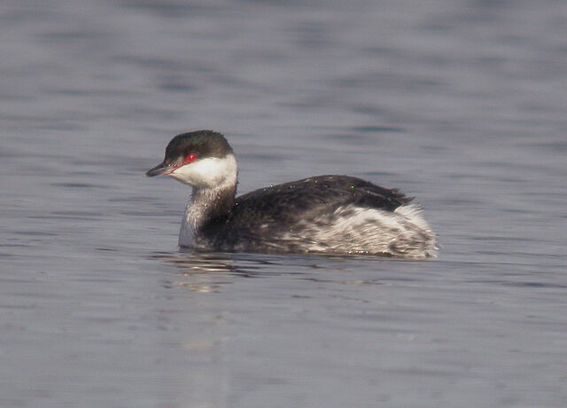 File:Slavonian Grebe b - ET 05-02-2010 msr.jpg
