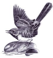 Bt bird 1