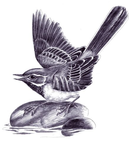 File:Bt bird 1.jpg