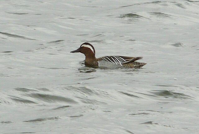 File:Garganey.jpg