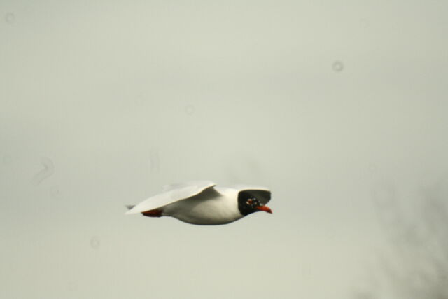 File:Wildlife 1383.jpg