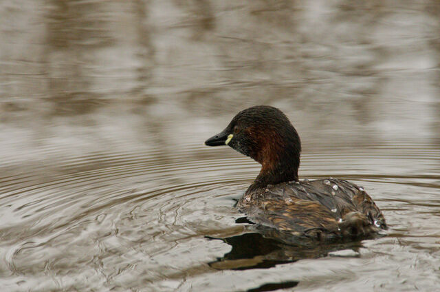 File:Little Grebe 1.jpg