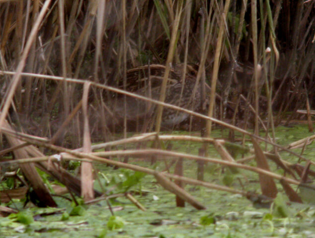 File:Common Snipe MHP 09-01-2010.jpg