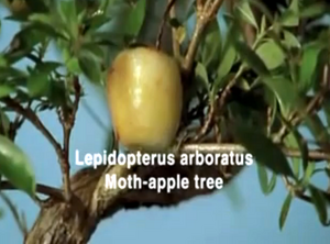 Mothapple