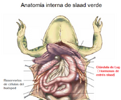 Slaa.png
