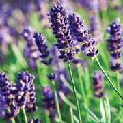 Lavenderplant