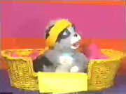 KaztheCat