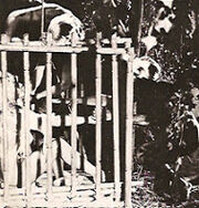 Sex charade cage
