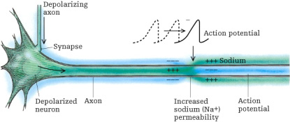 File:Axon.jpg