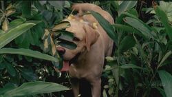 4x02 Good dog!.jpg