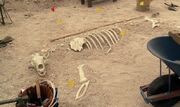 SkeletonPolarBear.jpg