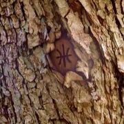 Tree mark.jpg