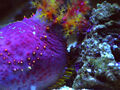 Thumbnail for version as of 14:49, February 13, 2010