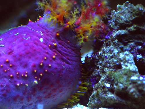 File:Sea20Cucumber.jpg