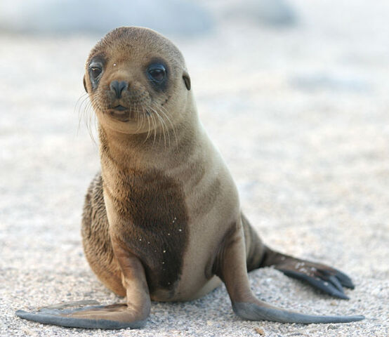 File:693px-Sea Lion Pup.jpg