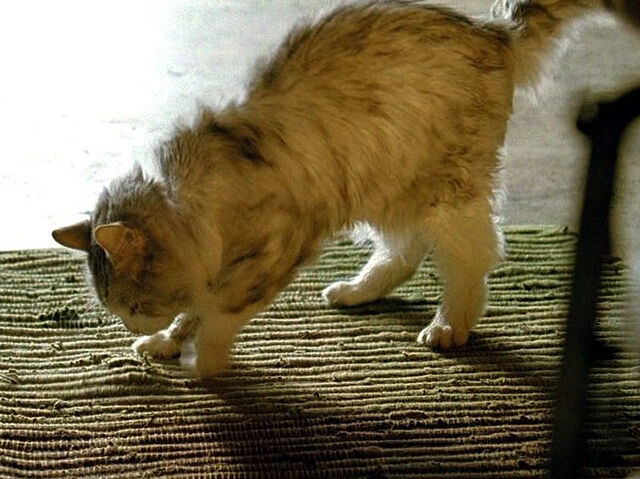 File:3x11-nadia-cat-rug.jpg