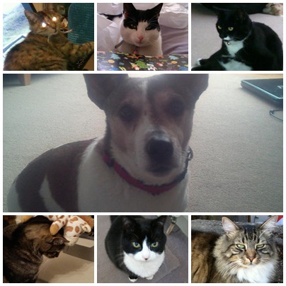 File:Pets.jpg