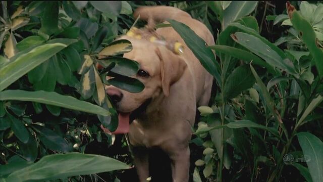 Файл:4x02 Good dog.jpg