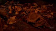 Grotta Orso Polare