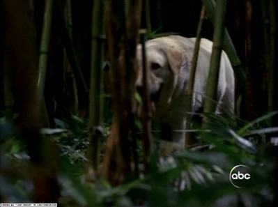 Ficheiro:VincentinJungle.jpg