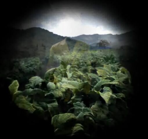 Archivo:Thompsontobacco2.jpg