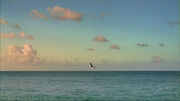 3X12 Seagull.jpg