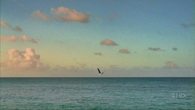 File:3X12 Seagull.jpg