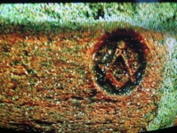 File:BrickMark.JPG