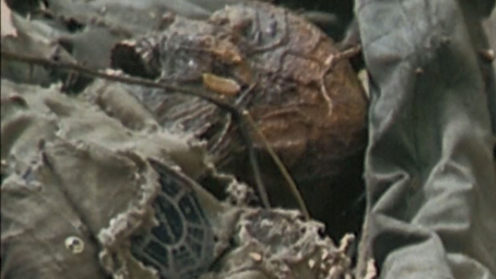 File:Arlen.png
