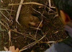 Danielle Shallow Grave.jpg