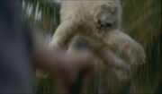 BearLaunchFreeze.jpg