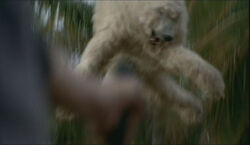BearLaunchFreeze.jpg