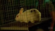 Bunny.jpg