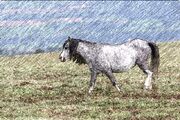 Pony6