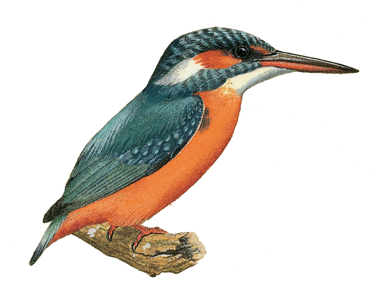 clipart kingfisher bird - photo #41