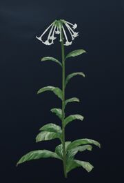 Pfeifenkraut
